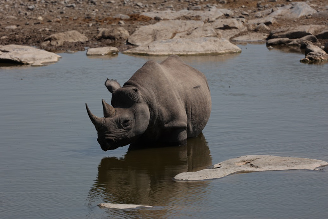 納米比亞一處國家公園內的犀牛受困水坑，不久後就被母獅包圍，雖然有象群出面保護，最終仍逃不過死亡的命運。(圖:shutterstock/達志)