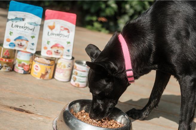 板桥动物之家的园犬「艾玛」，享用板桥国小同学捐赠的罐罐。（新北市动保处提供）