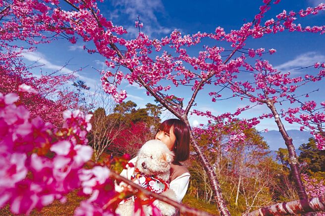 賞櫻不必飛日本！高雄桃源寶山二集團櫻花盛開，粉紅色河津櫻遍布山頭，美不勝收的景色，吸引大批遊客搶先造訪。（交通部觀光署茂林國家風景區管理處提供／林雅惠高雄傳真）