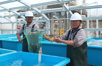 陸首個液化天然氣冷能養殖出魚 華南海域實現冷水養殖