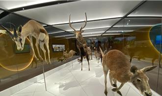 台中科博館耗資5千萬打造  「4公尺長機械大魷魚」驚奇現身