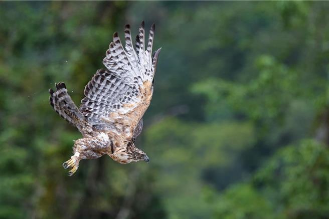 登山客拾获2支熊鹰羽毛上网标价1万元，遭判刑6月、缓刑2年，须向公库支付4万元，玉管处呼吁禁止採集园区生物遗骸、植物果实。（玉山国家公园提供／杨静茹南投传真）