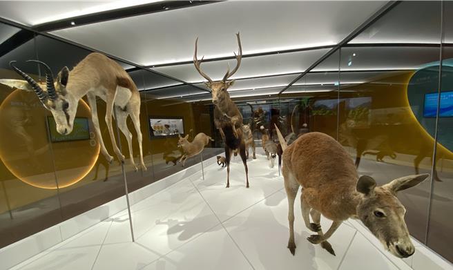 科博館的生命科學廳打造全新的《奇幻自然》常設展，19日開幕，展出生動奔跑中的的動物標本。（陳淑芬攝）