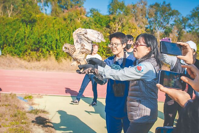 二級保育動物短耳鴞因誤觸金門機場防鳥網受傷，經救援後恢復狀況良好，獸醫師評估已達野放標準，18日在多年國小操場野放。（金門國家公園管理處提供／于家麒金門傳真）