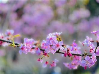 粉红浪漫在高雄宝山！5000株樱花陆续开放 上千游客争睹