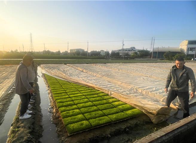 強烈大陸冷氣團周日起影響，水稻育苗場應以不織布或塑膠布覆蓋生育初期的秧苗。（周麗蘭攝）