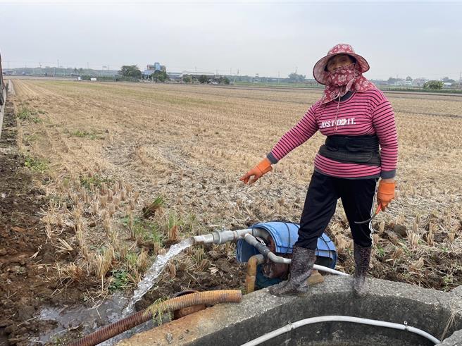 大埤鄉缺乏灌溉渠道，農民靠雨水及地下水種稻，5年來氣候乾旱，農民只能抽水種植。（周麗蘭攝）