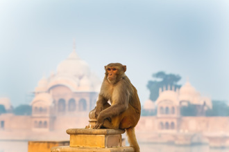 旅遊途中遭野猴搶劫 遊客「以物易物」 竟換回手機