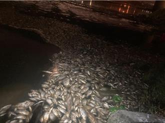 美商大廠出包 毒死上萬隻魚 桃市府要重罰