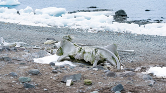 「尖牙海怪」陳屍沙灘引恐慌 專家笑揭反差萌真面目