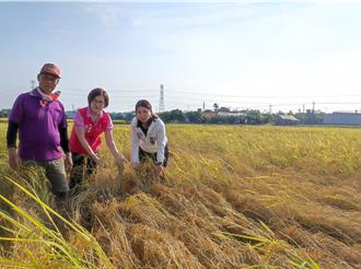 霧峰稻遇「蝨燒」減產22.7％！水稻保險啟動 逾千農共2551萬入袋