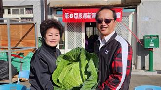 澎湖烏崁高麗菜王比賽！限定6台斤以上 爭尚重、大和最水