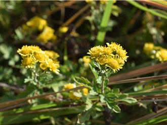 深入苗栗淺山墓地採集種苗　林業署復育3年新竹油菊遍地開花