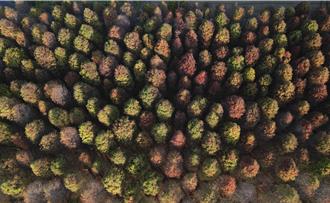 用鏡頭看台灣》紅羽飄飄踏有聲 你落羽松了沒？