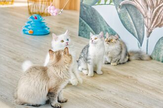 撸らら Sweets猫咪甜点店 耍萌疗癒