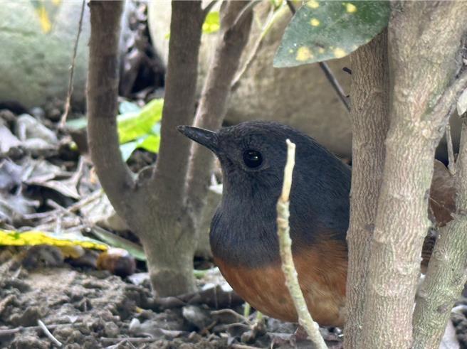 白腰鹊鸲现身山上花园水道博物馆「监工」，模样十分可爱。(山上水道博物馆提供／曹婷婷台南传真)