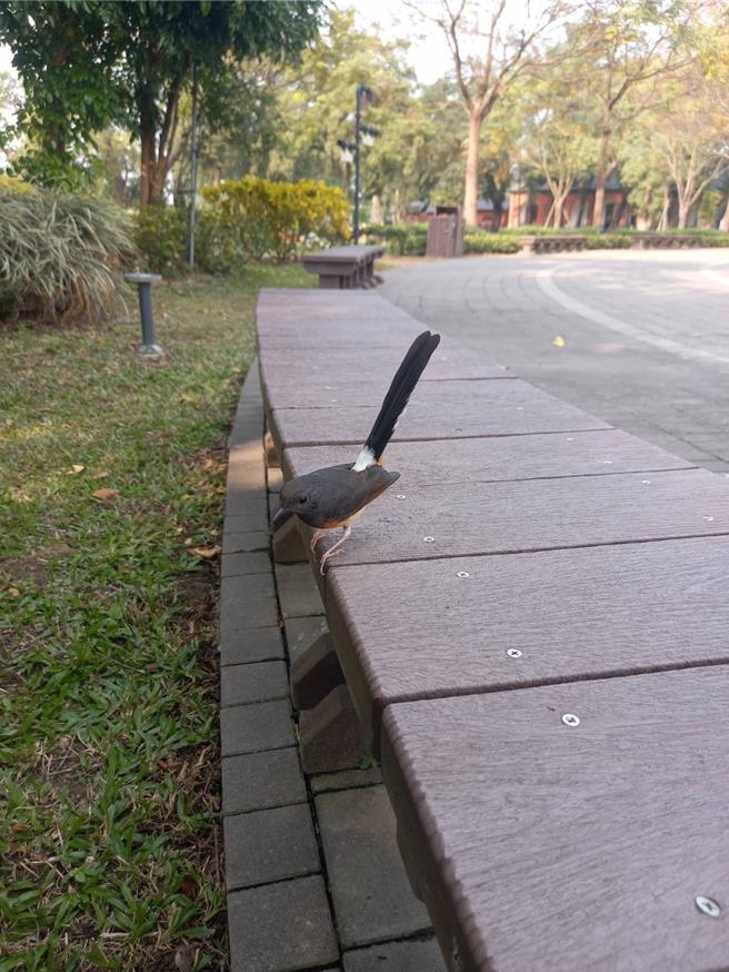 白腰鹊鸲现身山上花园水道博物馆「监工」。(山上水道博物馆提供／曹婷婷台南传真)