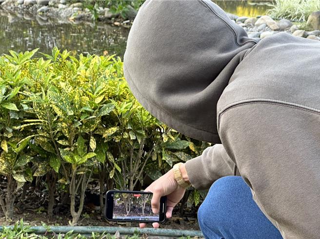 工作人员捕捉白腰鹊鸲的身影。(山上水道博物馆提供／曹婷婷台南传真)