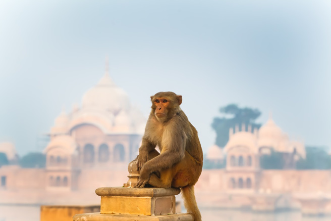 國外一名遊客到印度旅遊，手機慘遭野猴搶走，最後靠「以物易物」的方式才成功拿回手機。(圖:shutterstock/達志)