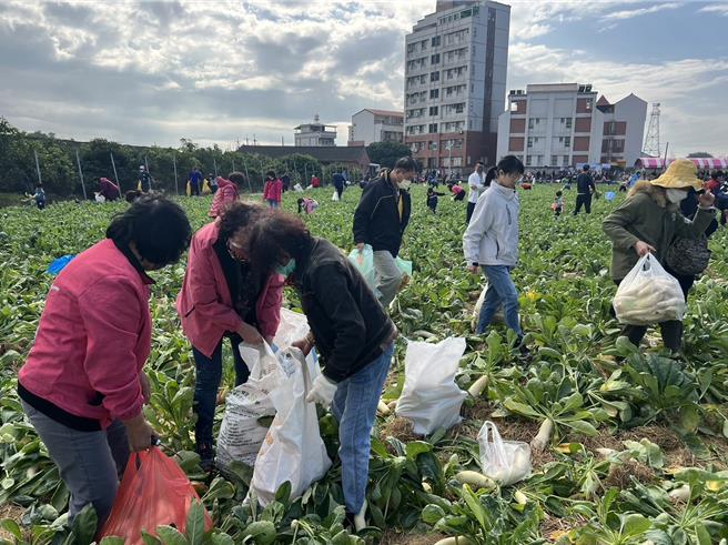 婆婆媽媽們有備而來採蘿蔔回去做蘿蔔糕。（周麗蘭攝）