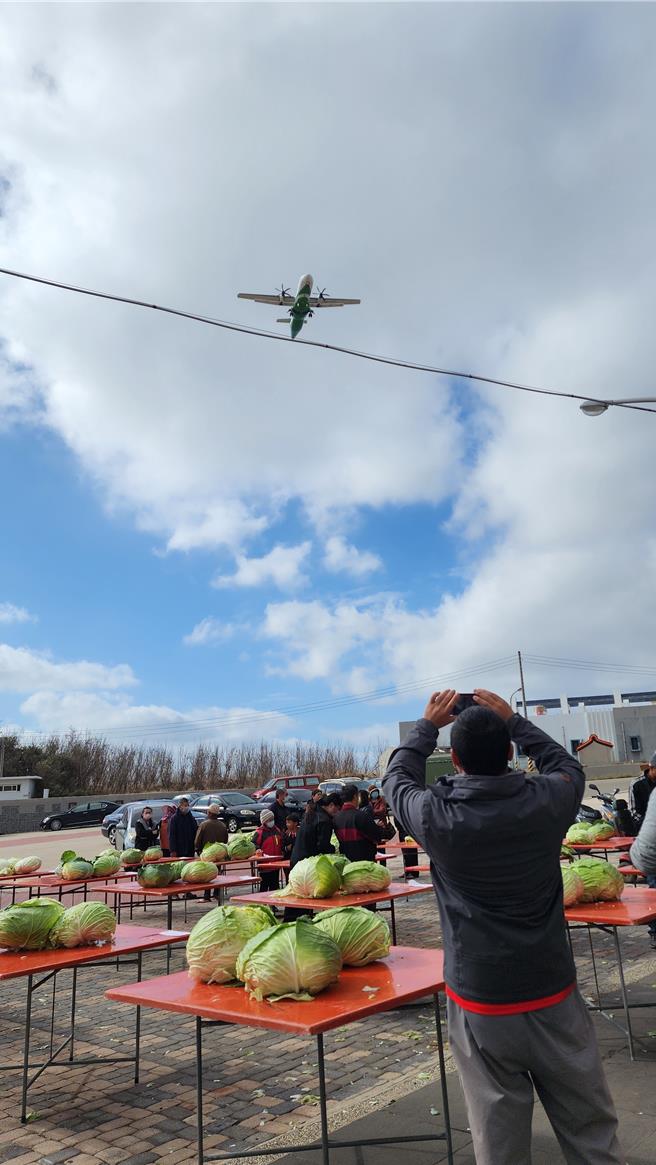 2024年1月21日澎湖縣／澎湖烏崁社區的高麗菜，因為於澎湖機場航道下方，所以戲稱是被飛機聲嚇大的。（許逸民攝）