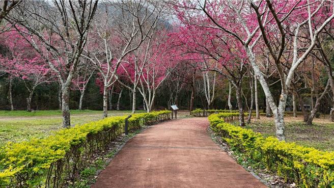 奥万大指出，目前山樱花花况约3成左右，预估2月1日起3种樱花接力盛开。（林保署南投分署提供／杨静茹南投传真）