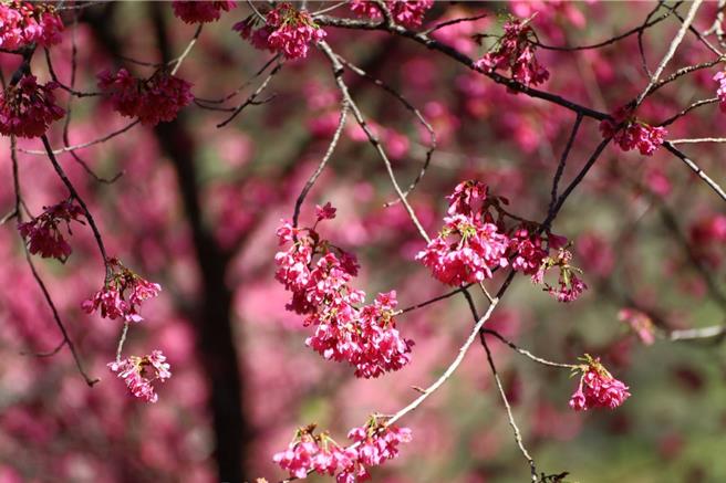 奥万大园区春季时桃红色系山樱花、八重樱及雪白雾社樱接力绽放，吸引各种山鸟觅食、求偶。（林保署南投分署提供／杨静茹南投传真）