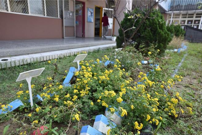 通霄新埔国小「珍稀植物迷你保种园」内种植的新竹油菊，在师生细心照养下成长茁壮，黄澄澄的花序绽放。（林业试验所提供／李京升苗栗传真）