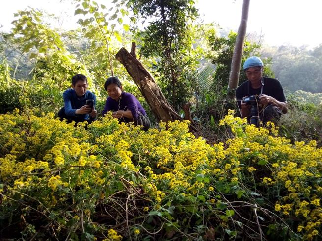 「山猫森林」种下的新竹油菊，带来数大便是美的惊喜，极具观赏价值。（大肚山学会山猫森林提供／李京升苗栗传真）