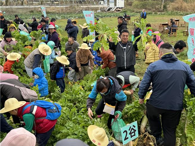 2024年1月21日新北市／金門在地企業「圓頭農牧」今(21)日特別攜手地區公益團體以及超過200位來自各國小的學童與家長一起下田拔蘿蔔。（于家麒攝）