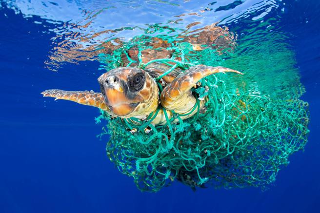 漂浮在海上的废弃「幽灵渔网」，对海洋生物造成严重的危害。（ORIS提供）