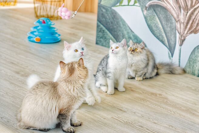 绿舞国际观光饭店开幕全新品牌「撸らら Sweets」猫咪甜点店，可爱猫咪当店长。（珊莎Sansa提供）