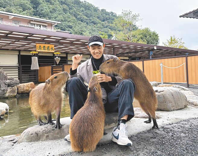 鹿爷爷农场的水豚和游客互动亲昵。（图／鹿爷爷农场提供）