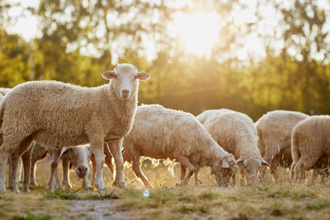 綿羊遭屠殺！開腸破肚橫屍草地 凶器竟是汽車零件