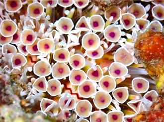 蘭嶼百種海洋無脊椎動物入新書 海保署圖文介紹超貼心