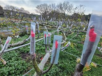 超強寒流來襲 桃市府憂心農損啟動防寒措施
