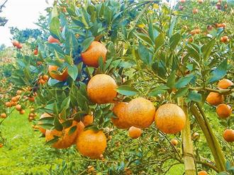 桃園復興鄕桶柑搶收 拉拉山若降雪「車輛禁入」