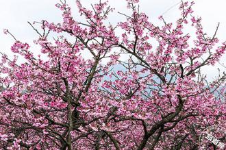 陽明山賞花趣  櫻花綻美外 賞梅也有新景點！