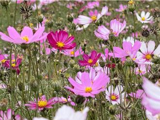 波斯菊花海盛放！烏日農會「花現溪尾」嘉年華周六登場