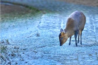 寒流來了！ 大雪山如降雪將實施管制措施