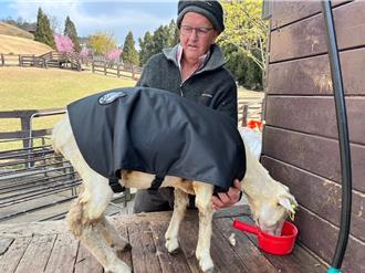 寒流来毛剪早了？清境农场剃光绵羊 加穿进口保暖衣