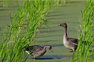 稀有冬候鳥首度埔里茭白筍田過冬 慘遭移工獵殺