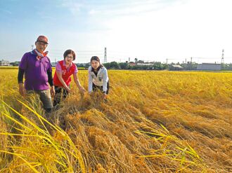 霧峰稻作遇蝨燒 逾千農民獲理賠