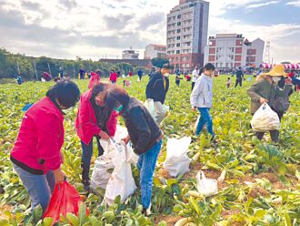 斗六拔蘿蔔隨意捐 千人共襄盛舉