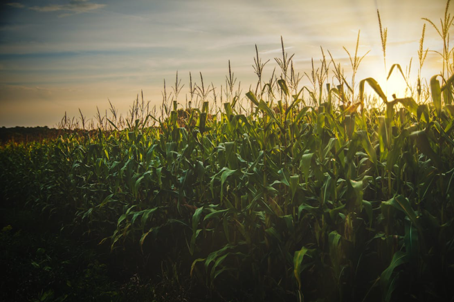 因应全球粮食安议题，研究人员成功研发生物工程。(图片来源/pexels)