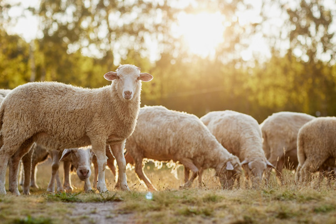英国一名牧场主人饲养的14只羊横尸草地，调查现场后发现是被人恶意开车撞死。(图:shutterstock/达志)