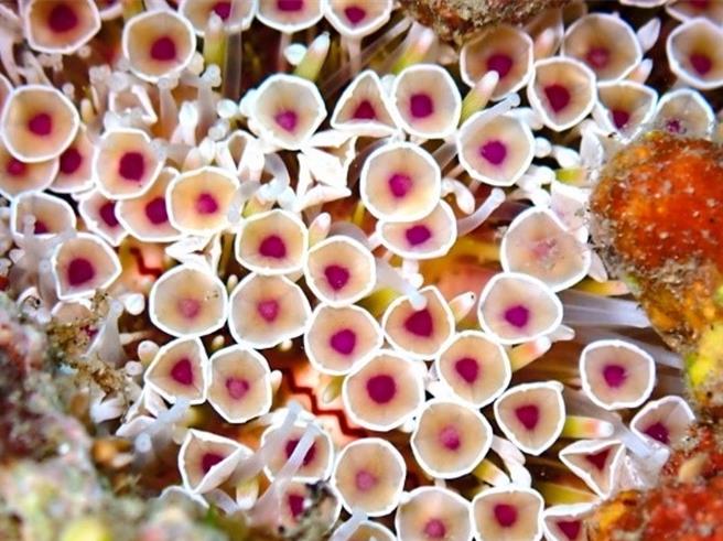 海洋委员会海洋保育署今年发表《兰屿海洋无脊椎动物 100 种》导览手册，图为喇叭毒棘海胆。（海洋保育署提供／林瑞益高雄传真） 