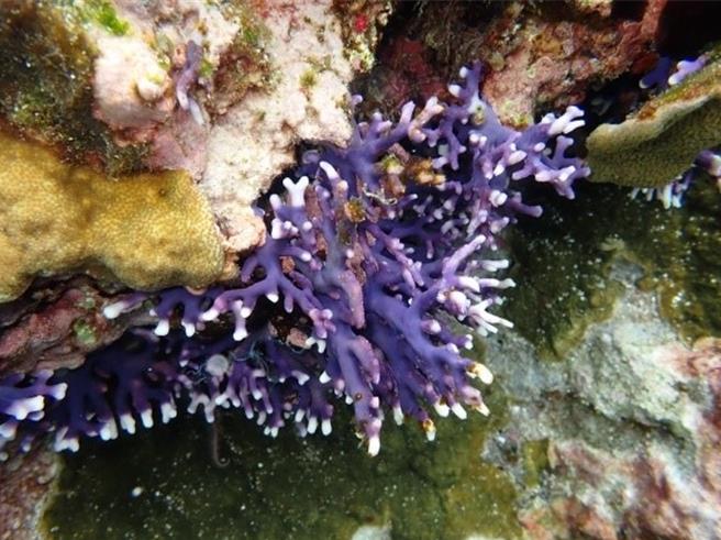 海洋委员会海洋保育署今年发表《兰屿海洋无脊椎动物 100 种》导览手册，图为紫色双孔螅。（海洋保育署提供／林瑞益高雄传真）