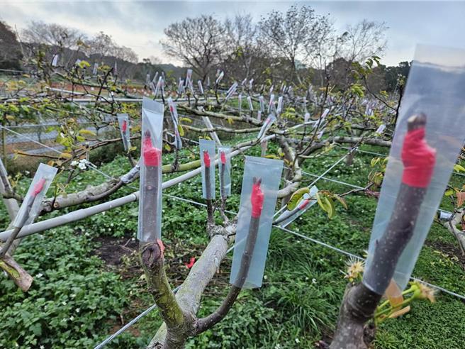 杨梅高接梨穗防寒套袋。（桃园市农业局提供／陈梦茹桃园传真）