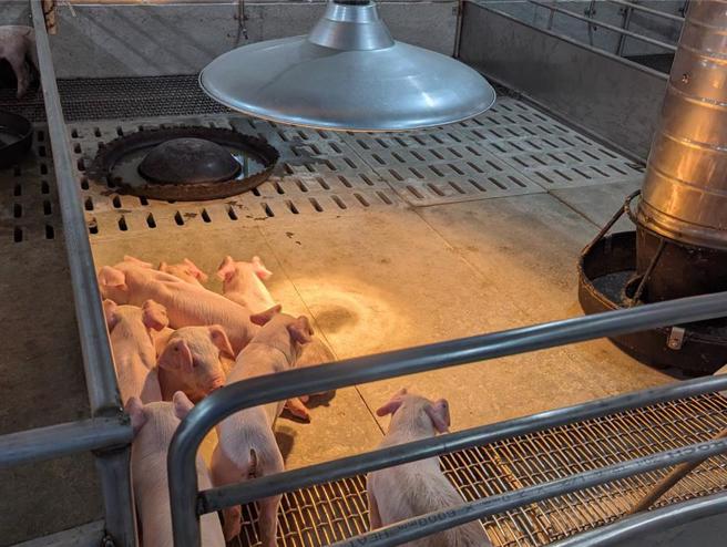 台南市灾防办提醒22日入夜后寒流来袭，有畜牧业者的养猪舍提供保温设备。（台南市灾防办提供／程炳璋台南传真）